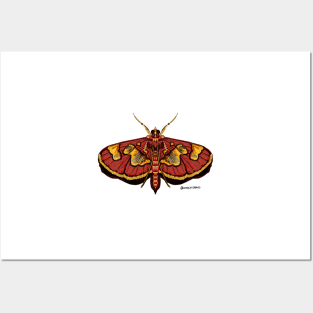 Distinguished Colomychus moth Posters and Art